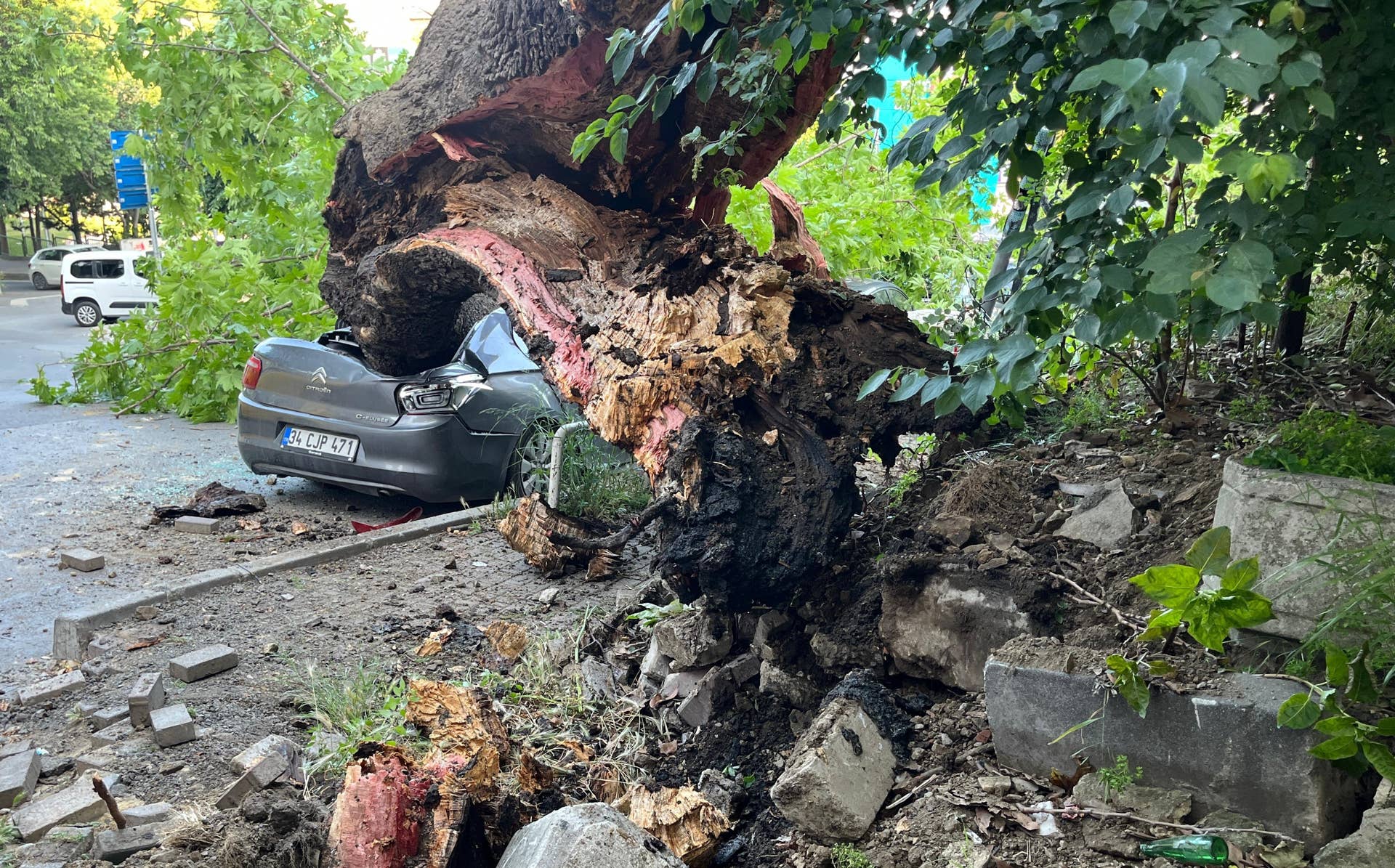 Prayers Pouring In After Athlete Dies In 'Horrifying' Tree Accident ...