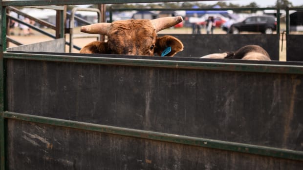 A bull sits in a pen before a bull riding competition.