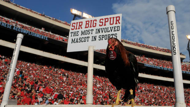ATHENS, GA - NOVEMBER 04: South Carolina Gamecocks mascot Sir Big Spur during the game between the South Carolina Gamecocks and the Georgia Bulldogs on November 04, 2017, at Sanford Stadium in Athens, GA.  (Photo by Jeffrey Vest/Icon Sportswire via Getty Images)