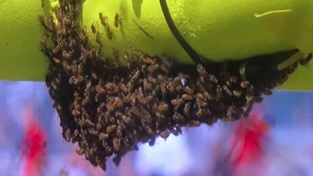 Bees on the field in Tampa Bay.