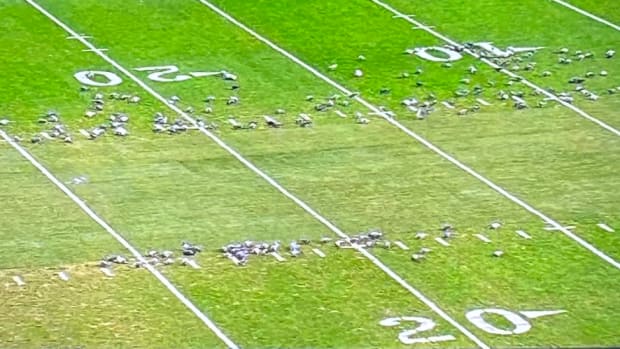Pigeons taking over Duke-Pitt field.