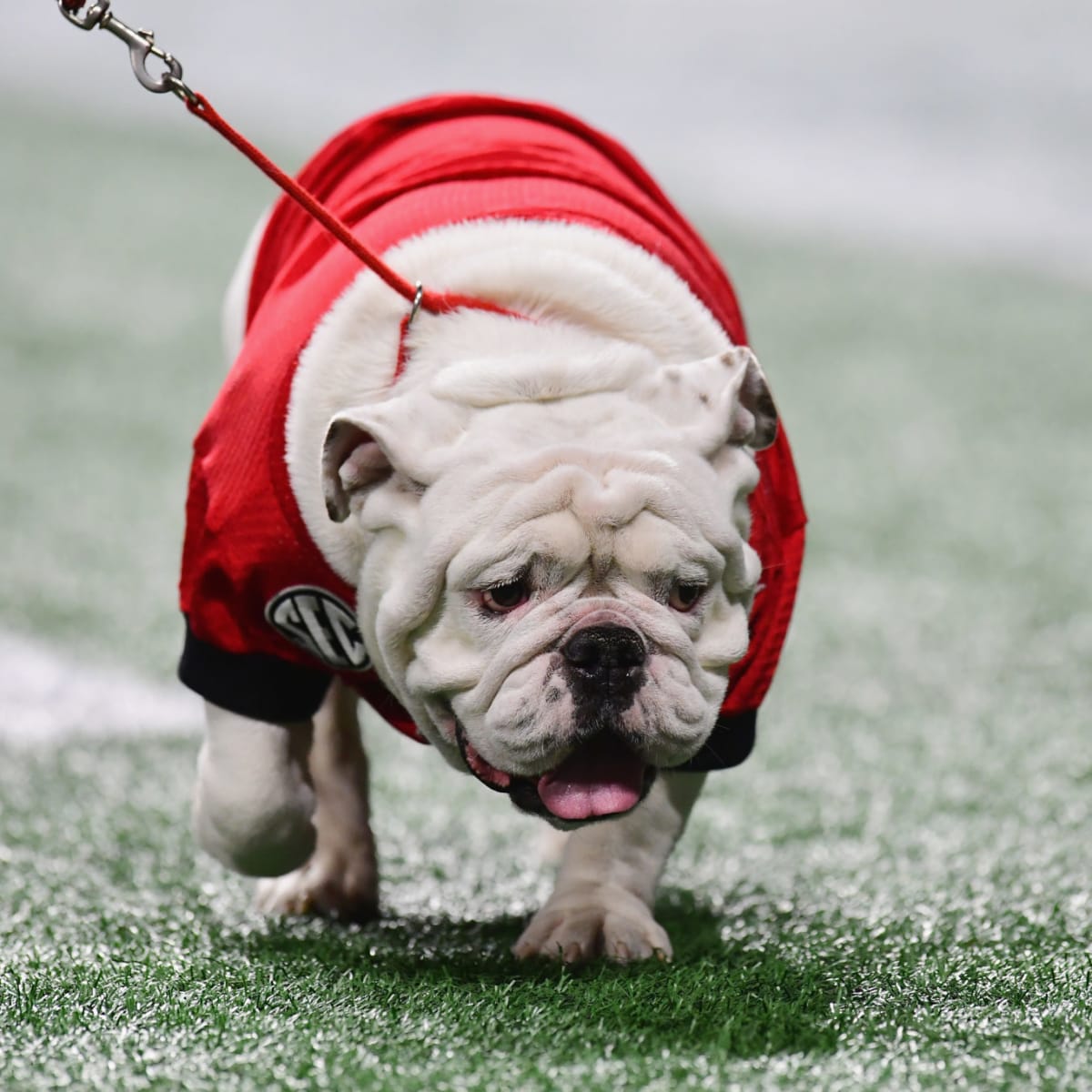 Georgia collars new Uga mascot - ESPN