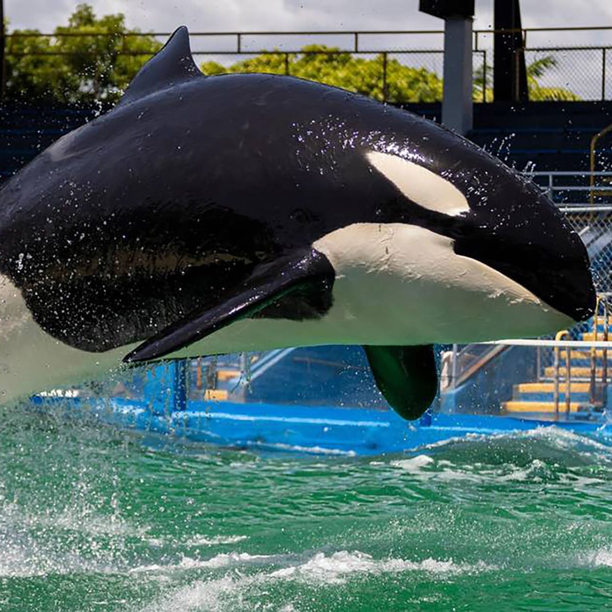 Jim Irsay joins forces with Miami Seaquarium to return Lolita the killer  whale to her home waters