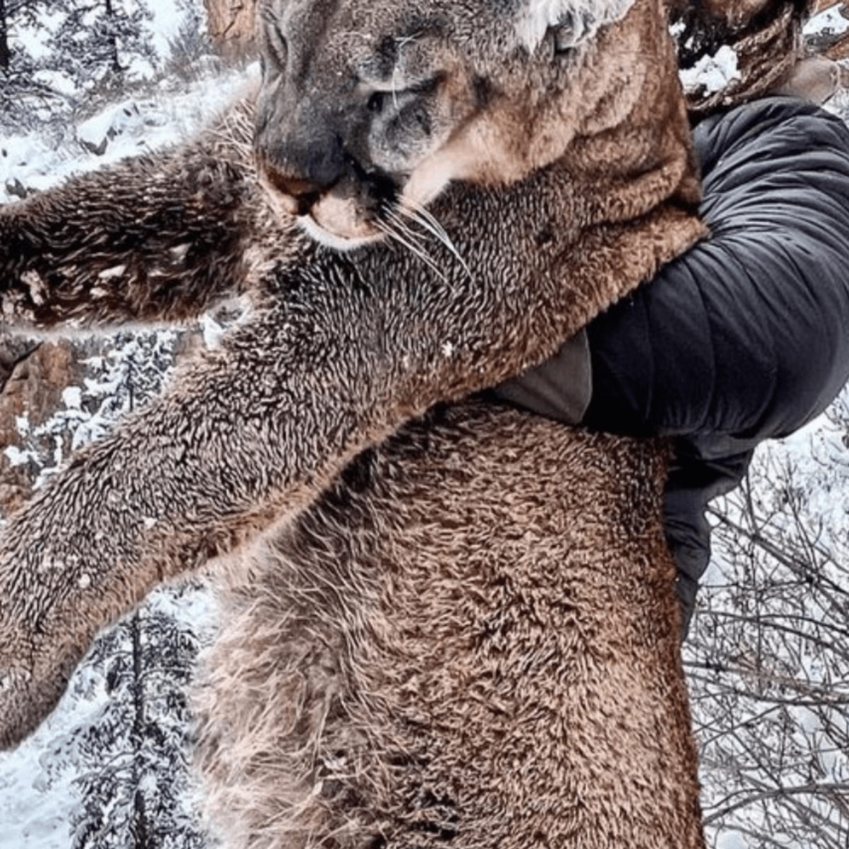 Derek Wolfe: Retired Super Bowl champion hunted a gigantic mountain lion  that 'wreaked havoc' in a neighborhood