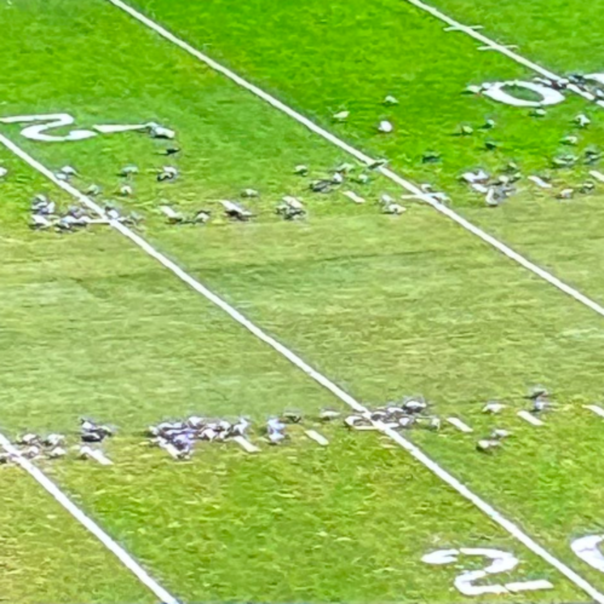 A sea of pigeons took over the field during Steelers-Saints Week