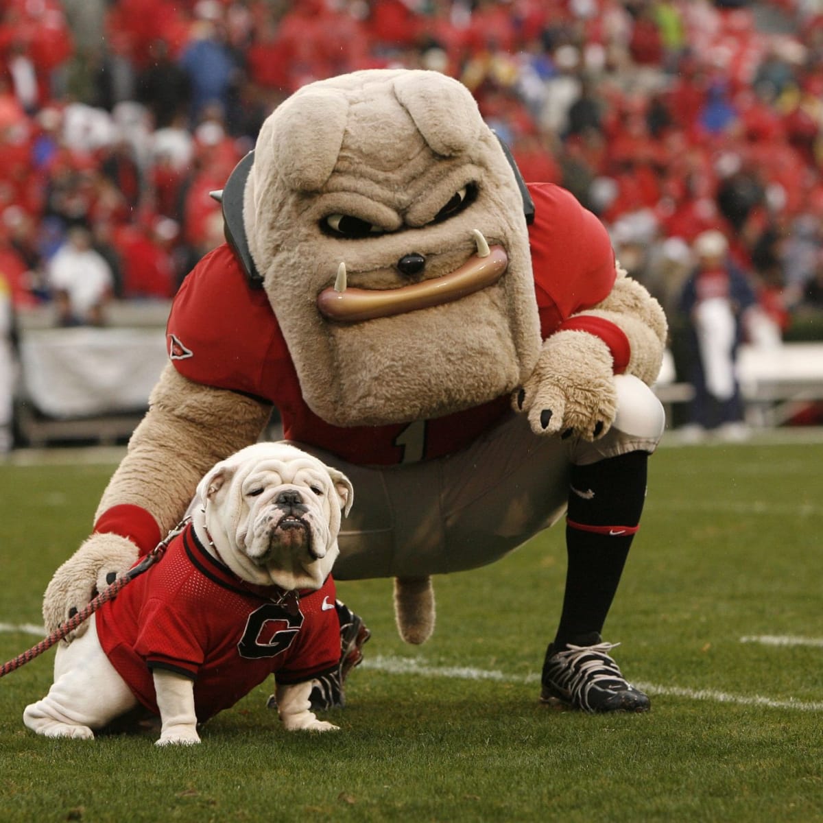 Bulldogs uga shop