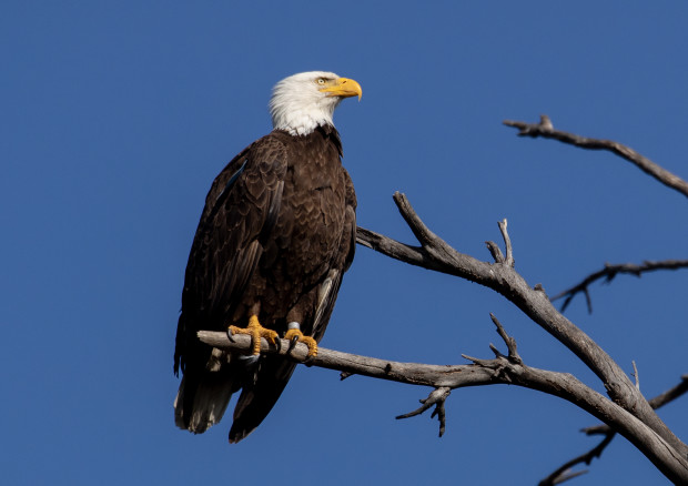 Bald Eagle Photograph Happy Father's Day Card | Zazzle