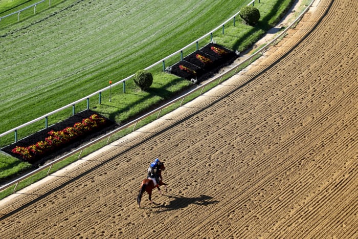 A horse runs on the track at the Preakness.