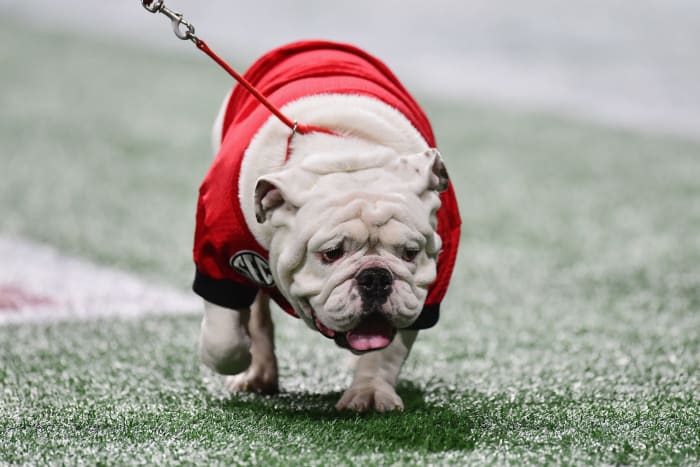 Georgia's mascot Uga walking on the field.