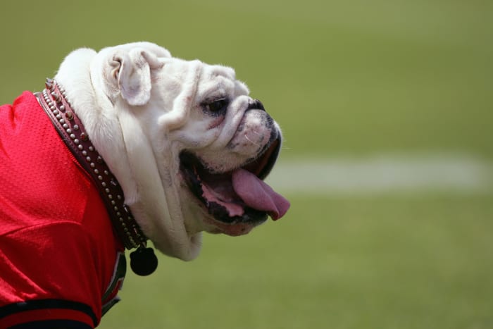 A closeup of UGA VI during a Georgia Bulldogs game.