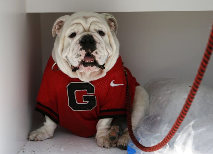 Georgia's mascot sitting next to a bag of ice.