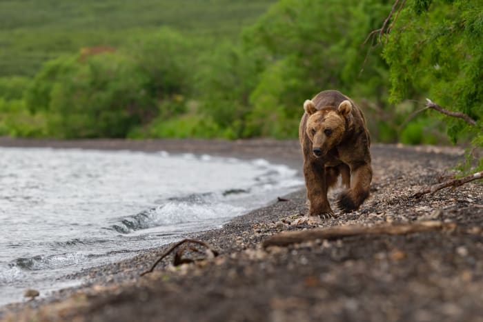 A Bear walking on the Kurile Lake beach.