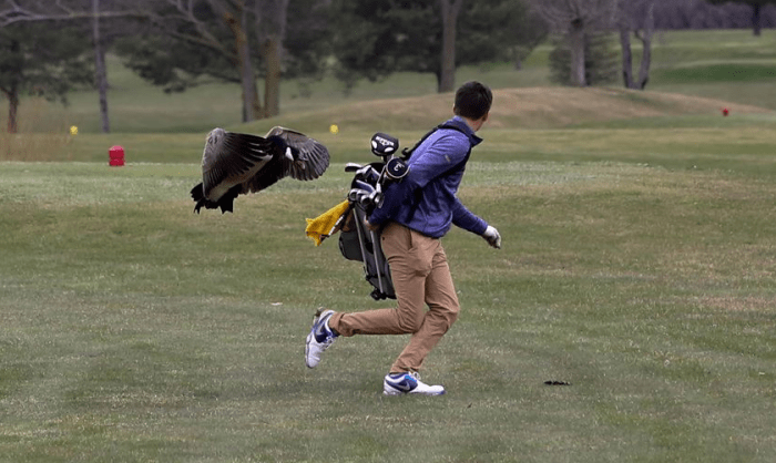 These Photos Of HS Golfer Getting Attacked By A Goose Are Insane - The ...