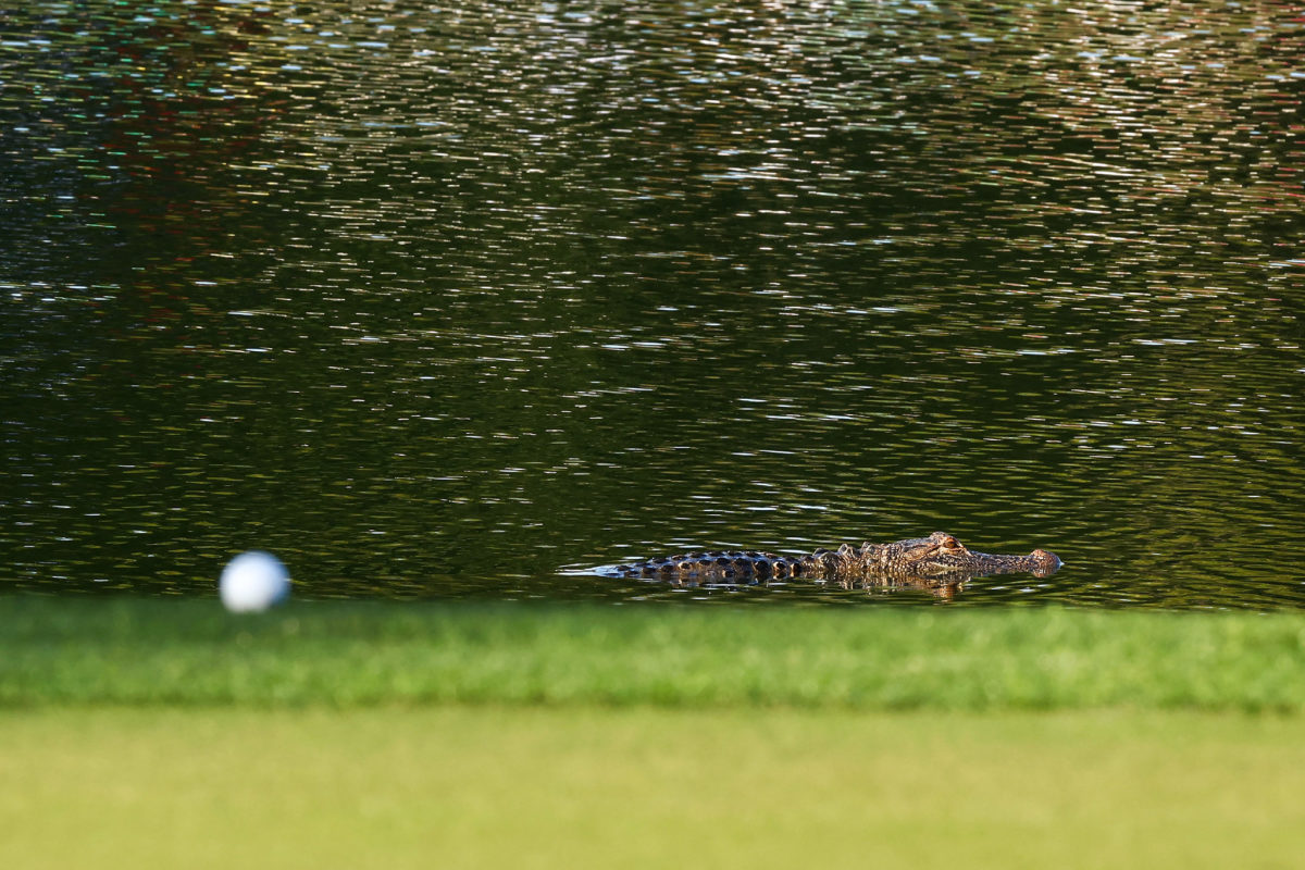 Video: PGA Tour Event Was Disrupted By Alligator On Thursday - The Spun