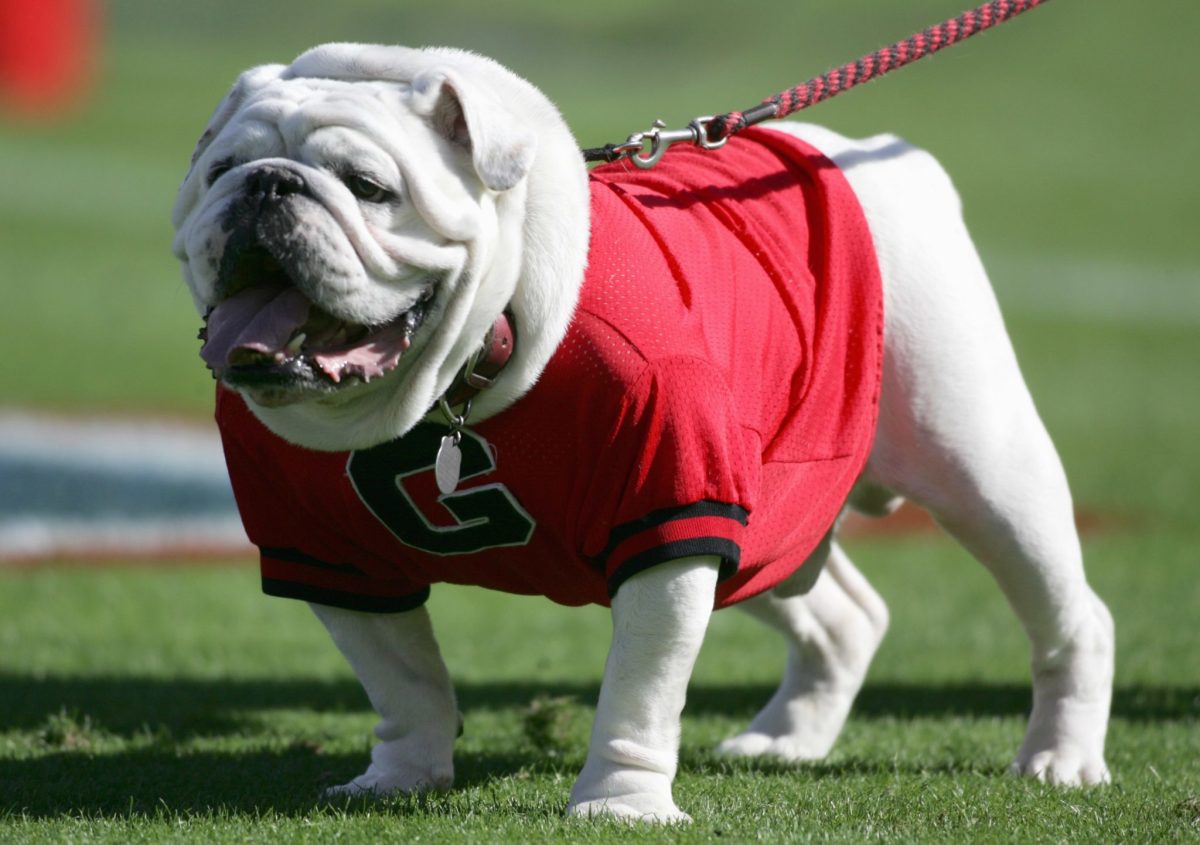 Georgia's live mascot Uga on the field attached to a leash.