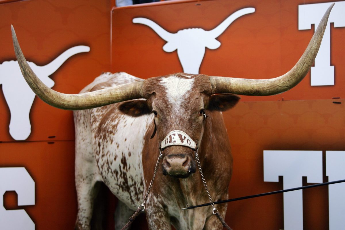The Texas Longhorns mascot Bevo standing in his corner during a game.