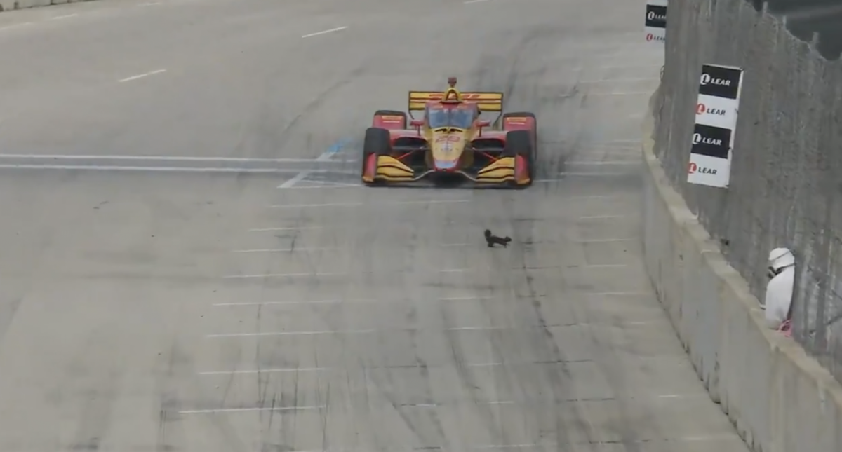 Squirrel on the track at IndyCar race.