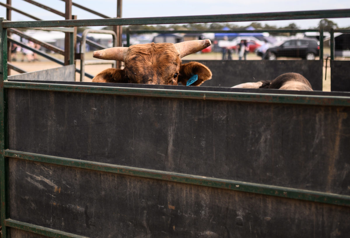 A bull sits in a pen before a bull riding competition.