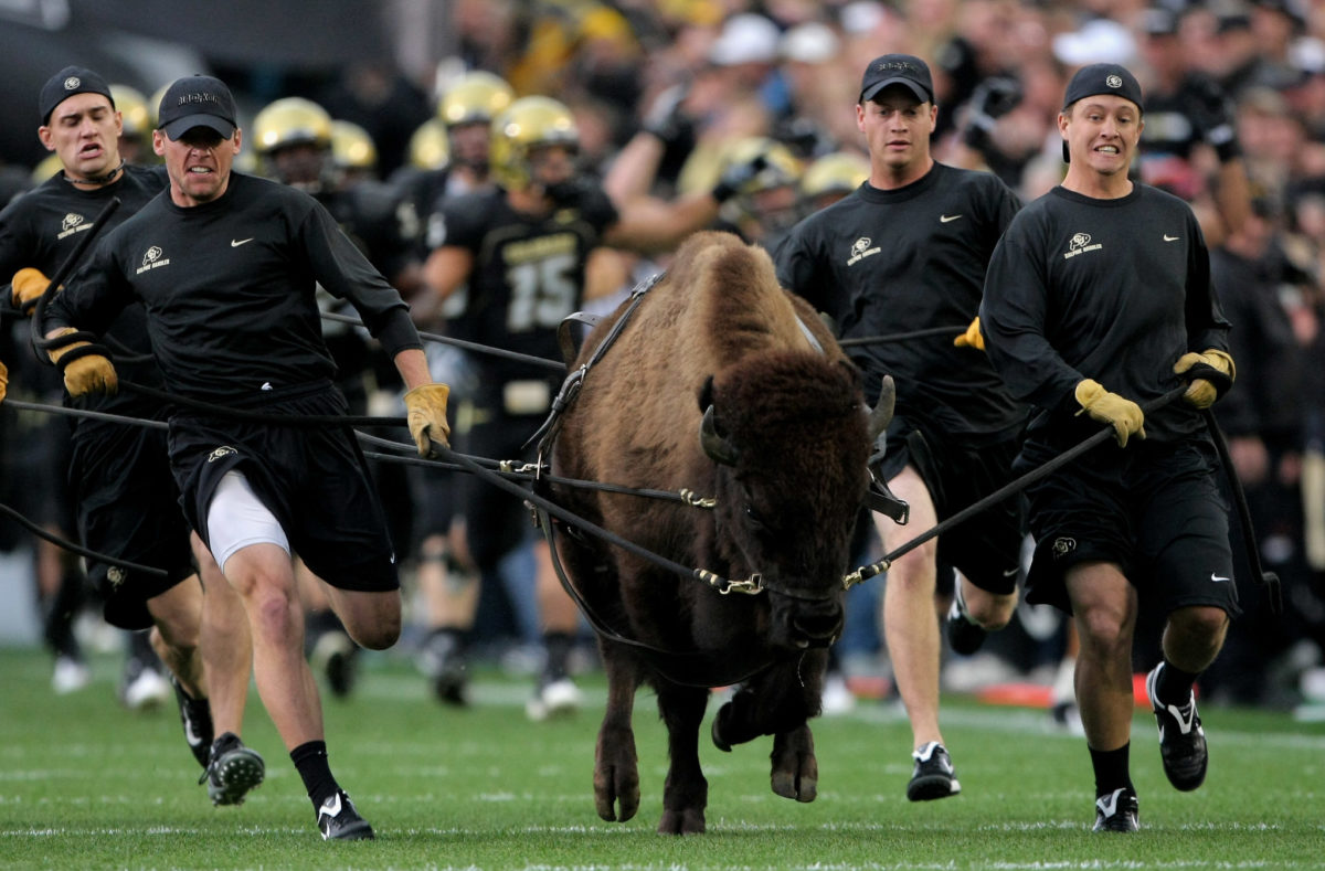 Colorado's mascot running onto the field.