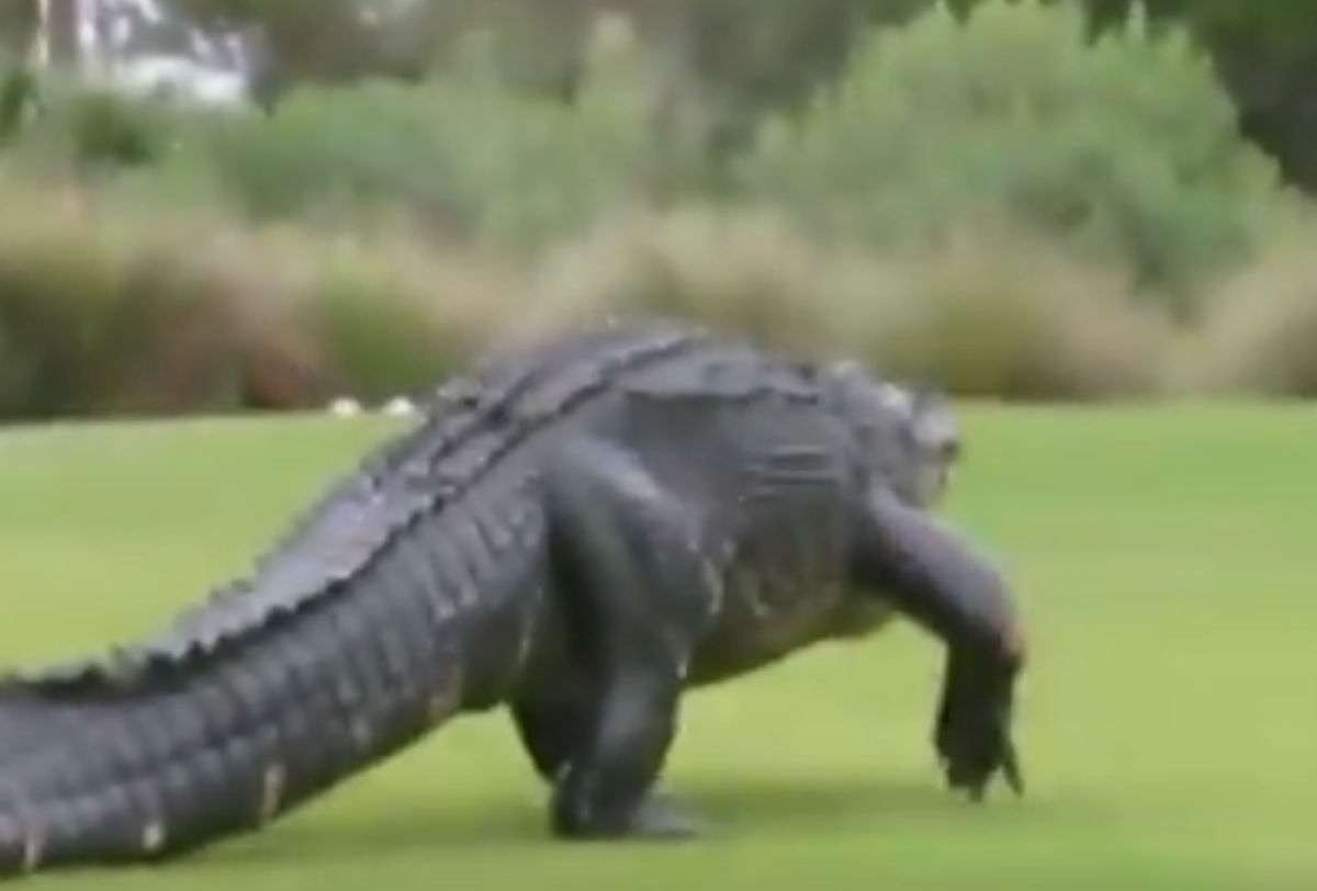 Alligator strolls across a South Carolina golf course.