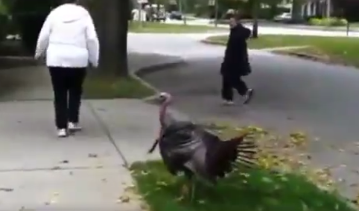 Virginia Tech turkey.