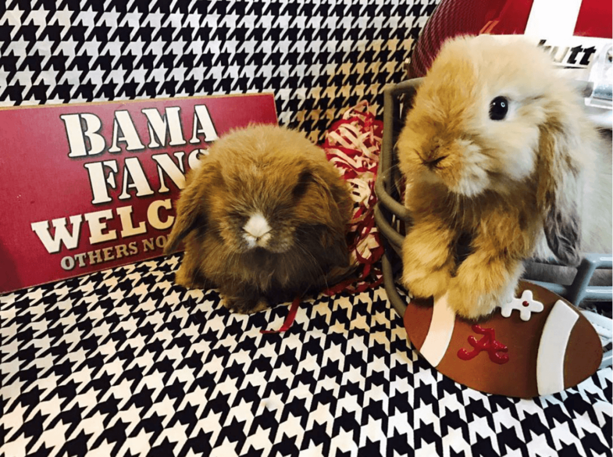 Two bunnies pose in an Alabama football helmet and next to a sign.