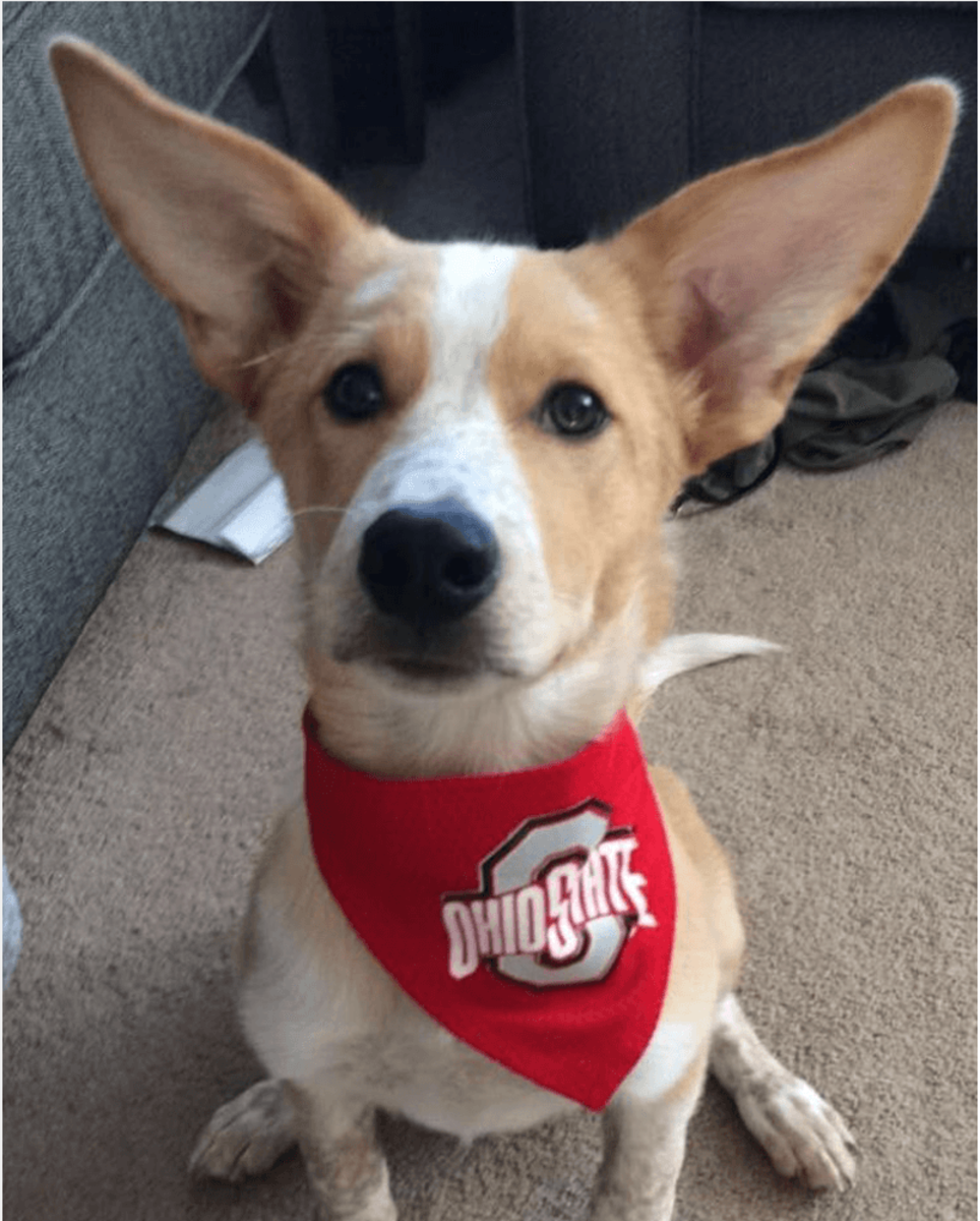 Dog with big ears wears an Ohio State bandana.