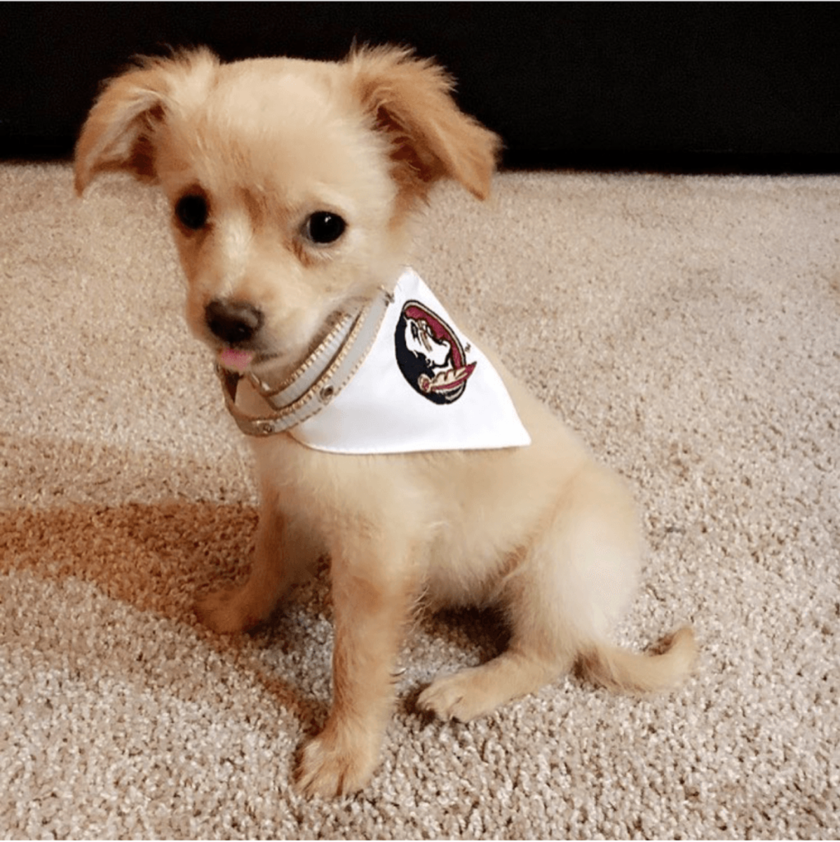 A puppy with a Florida Sate bandana.