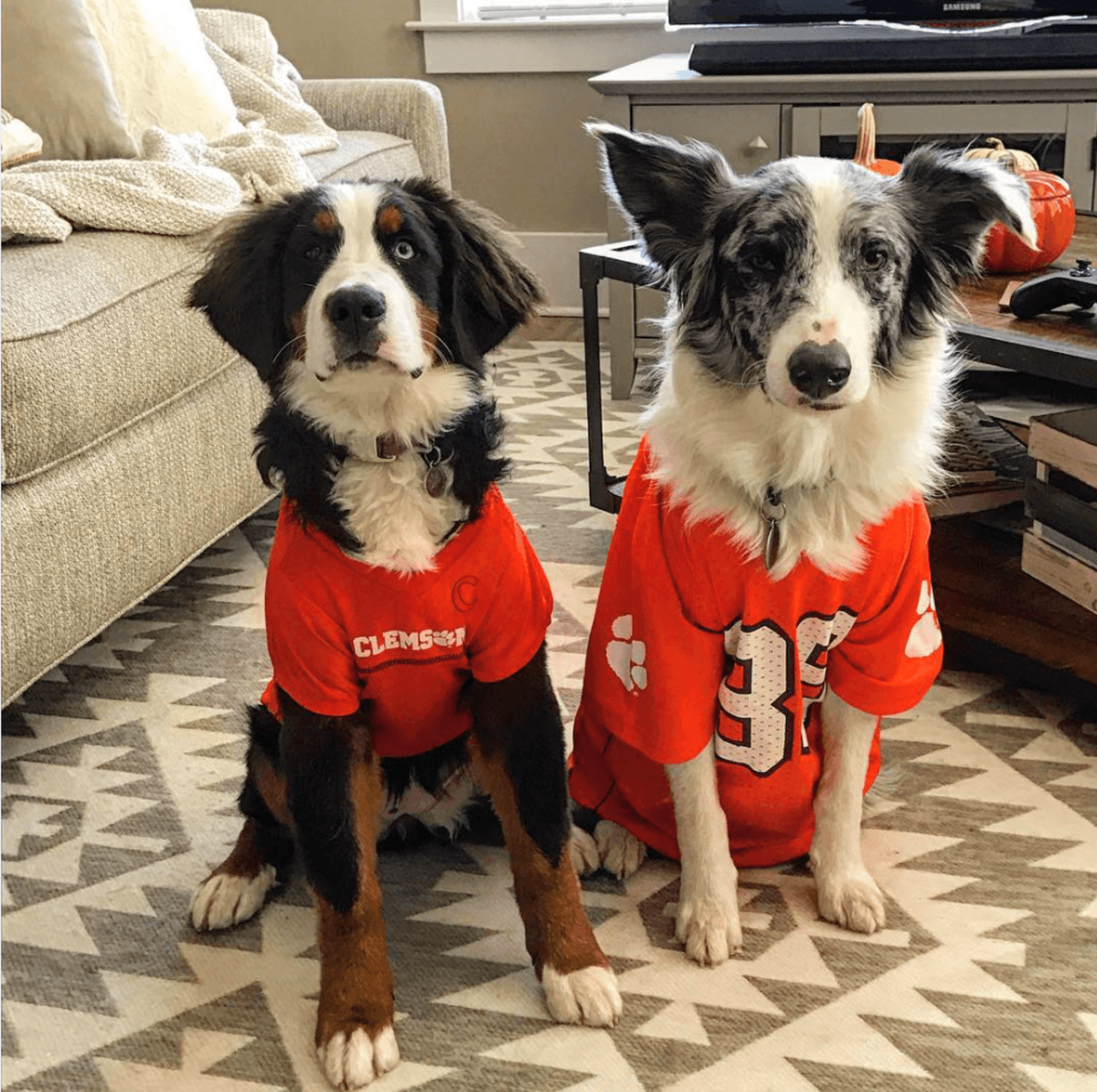 Two dogs wear their Clemson jerseys and shirts.