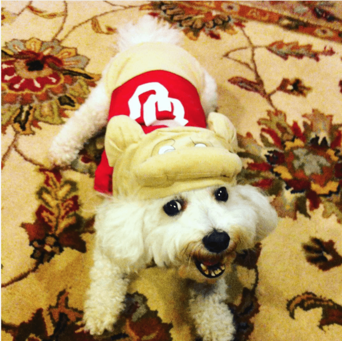 a dog wears a Oklahoma university costume.