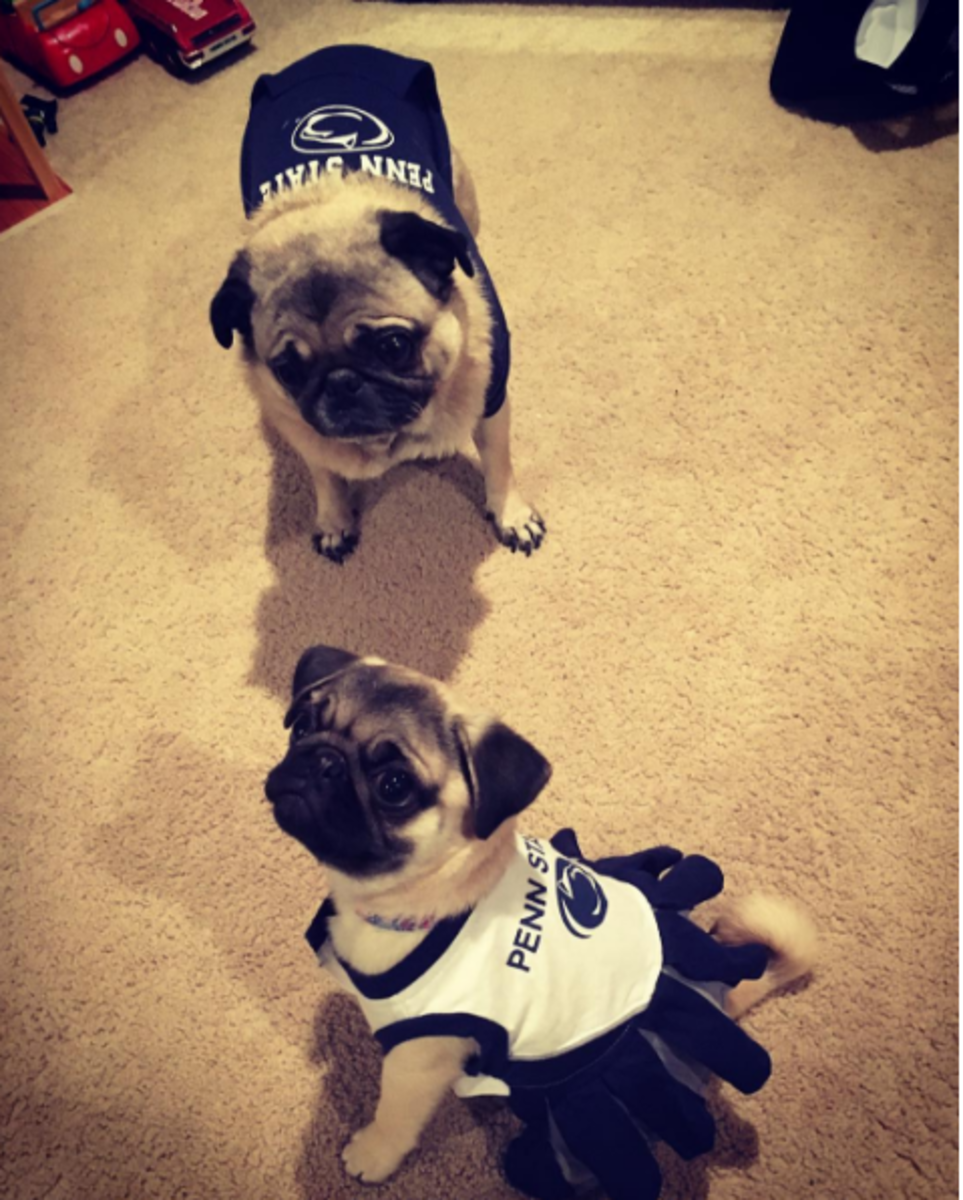 Two pugs pose in a PSU cheerleader outfit and jersey.