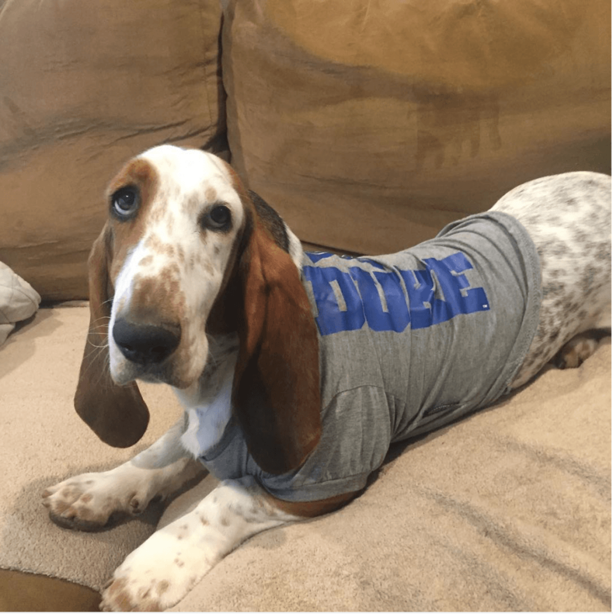 Dog lays on couch in a grey Duke shirt.