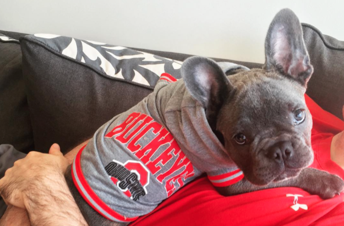 French bulldog wears an Ohio State shirt.
