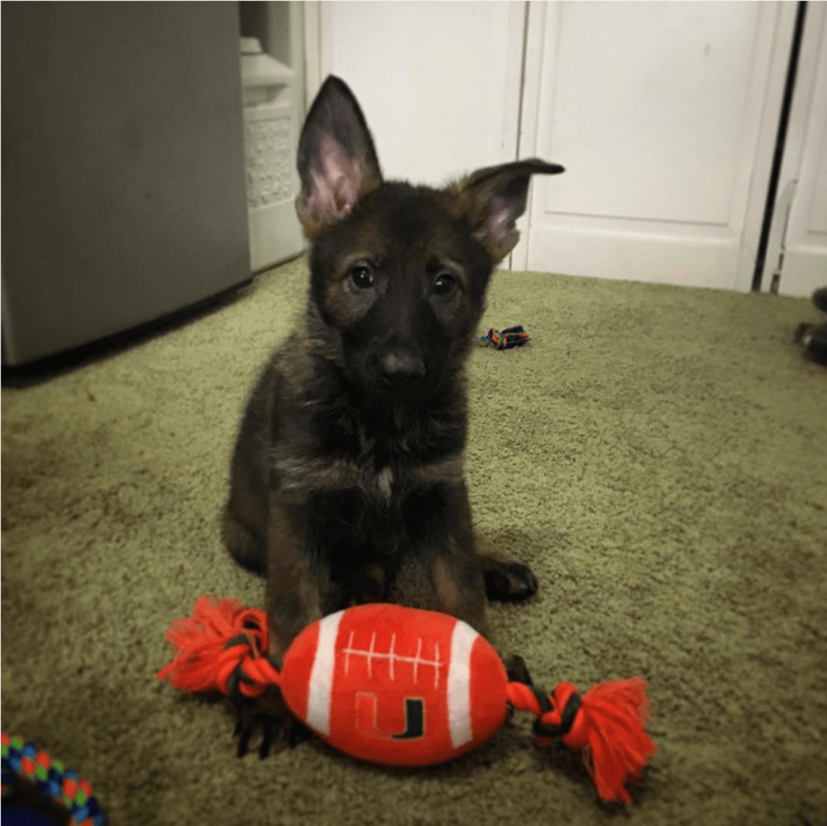 A puppy plays with a University of Miami toy.