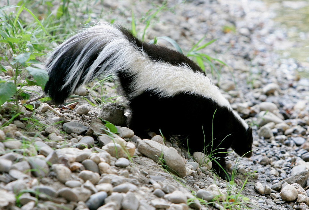 Look: Skunk Interrupted Minor League Baseball Game This Week - The Spun