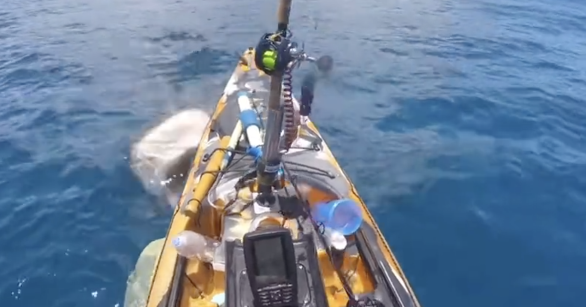 Look: Terrifying Video Of Shark Attacking Fisherman Going Viral - The Spun