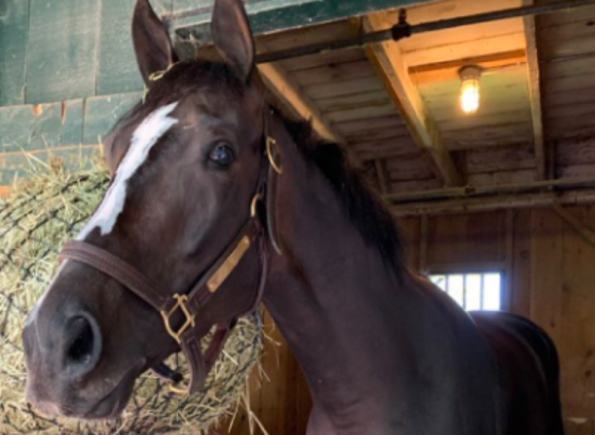 A Horse Died In Final Race After Belmont Stakes The Spun