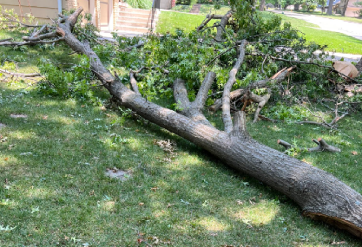 Fans Are Shocked By Photo Of Tree That Injured ESPN's Jeff Passan - The ...