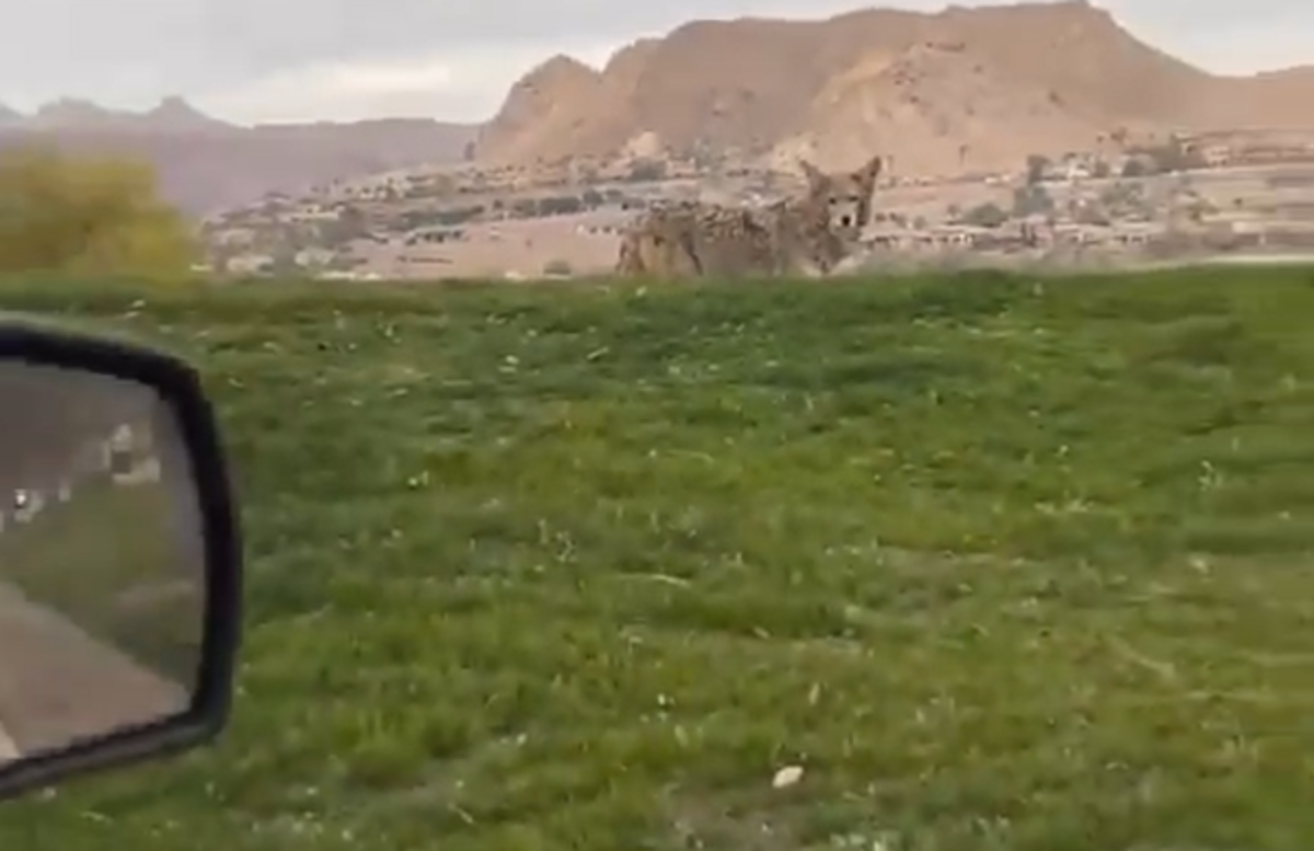 Report NFL Player Was 'Attacked' By Coyote In Las Vegas The Spun