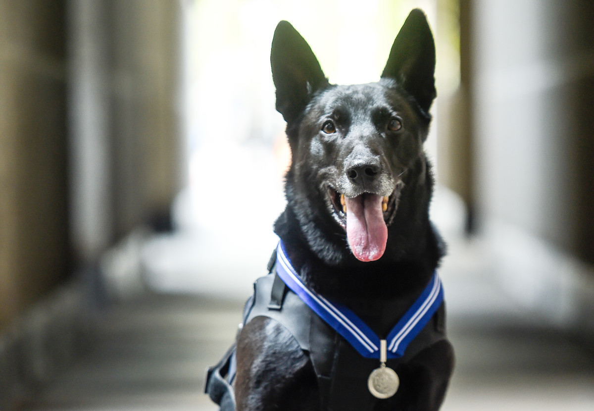 U.S. Citizens Saddened By Death Of Legendary White House Dog The Spun