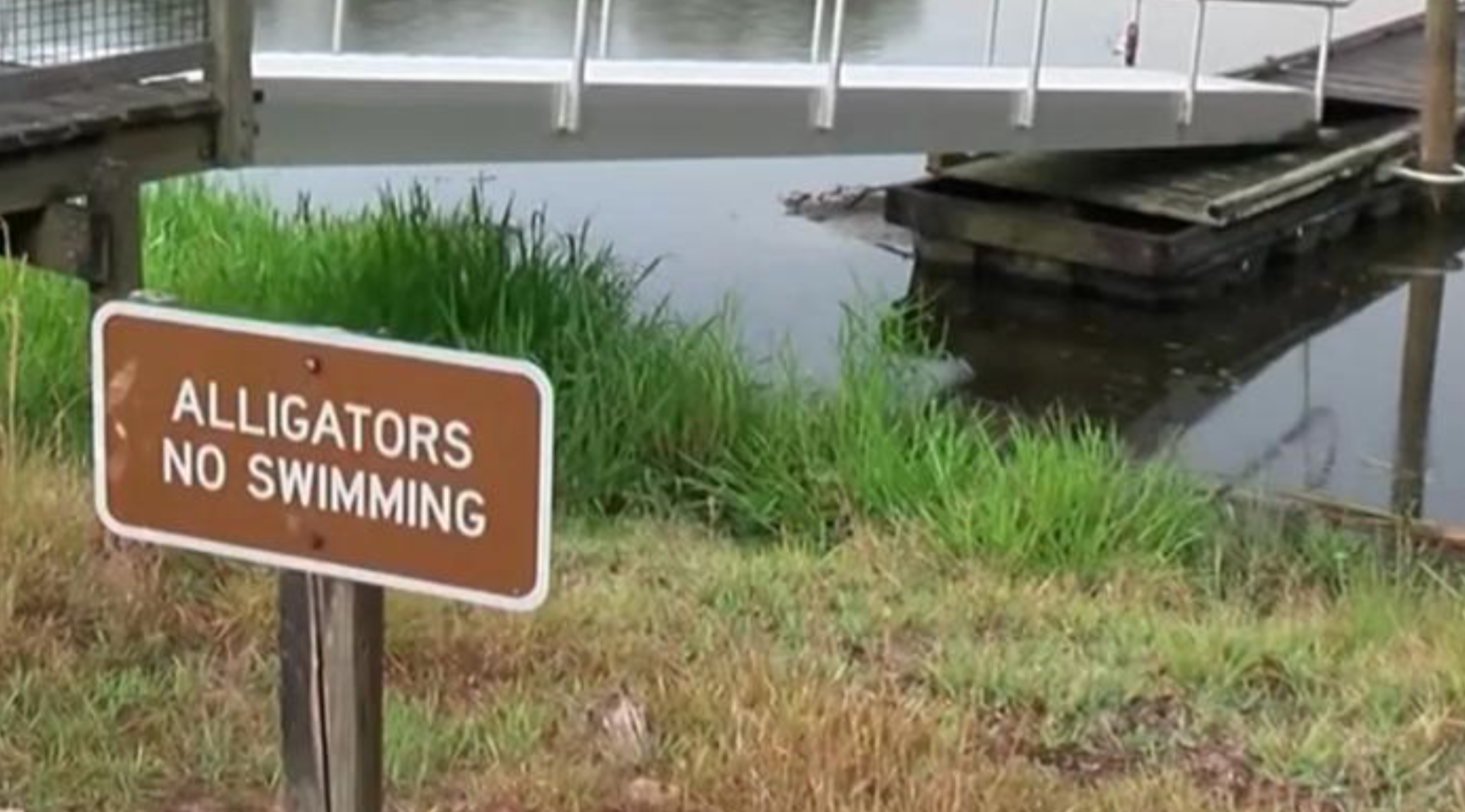 Prayers Pouring In After 'Horrifying' Alligator Attack On U.S. Lake ...