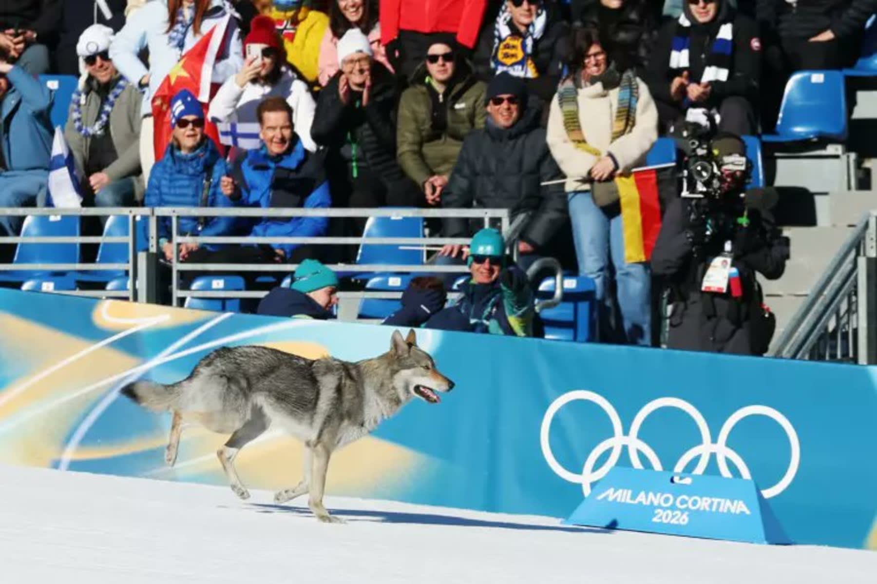Wolfdog Gets Loose During Olympic Ski Event Wednesday - The Spun